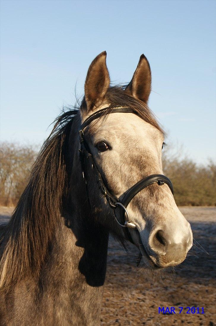 Anden særlig race Mosegaards Cayenne billede 10