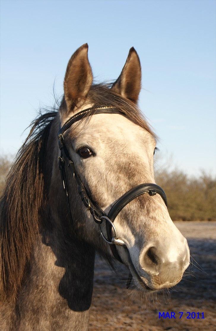 Anden særlig race Mosegaards Cayenne billede 11