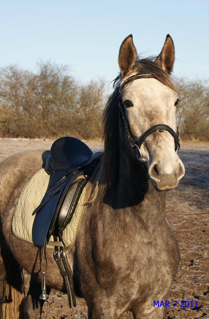 Anden særlig race Mosegaards Cayenne billede 12