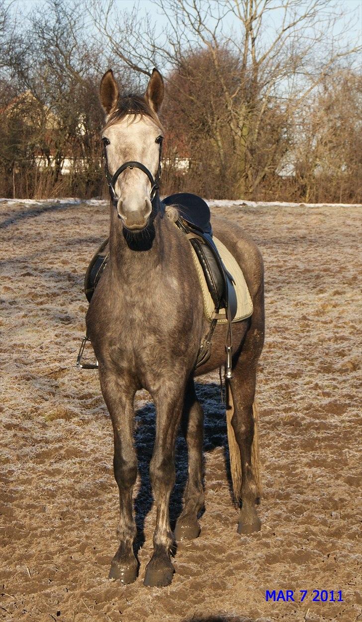 Anden særlig race Mosegaards Cayenne billede 13
