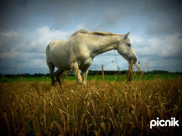 Anden særlig race † Sirbastian *soulmate* R.I.P † - for selv om vejret er tung og trist gør du dagen til noget speciel <3 billede 13