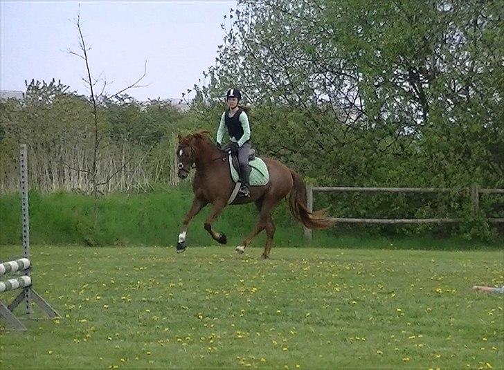 Anden særlig race Rinkenæs Chico - SOLGT - Velkommen til Chico´s profil billede 3
