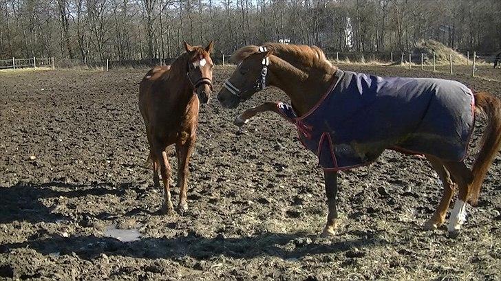 Anden særlig race Rinkenæs Chico - SOLGT - Så bliver vi lige irettesat af Shanthi billede 4