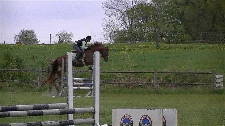 Anden særlig race Rinkenæs Chico - SOLGT billede 5