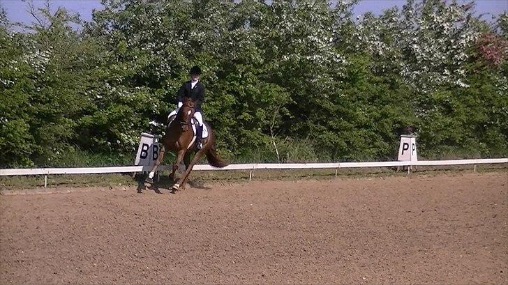 Anden særlig race Rinkenæs Chico - SOLGT - Chico´s første stævne, LC1 til 65,83 % og en 1.plads MEGET opadbakke galop billede 6