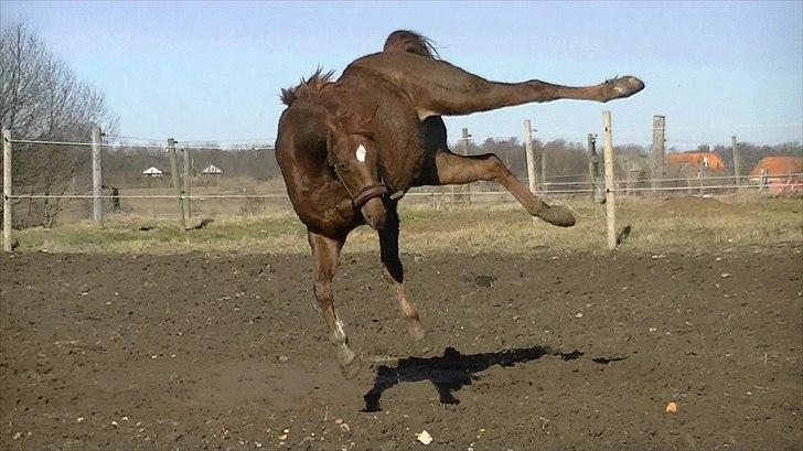 Anden særlig race Rinkenæs Chico - SOLGT - Se hvor jeg kan! :D billede 7