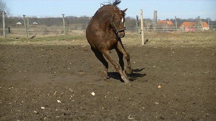 Anden særlig race Rinkenæs Chico - SOLGT - Pas på! jeg er en farlig hingst! :D billede 8