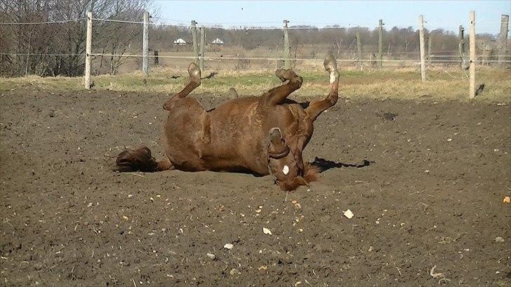 Anden særlig race Rinkenæs Chico - SOLGT billede 9