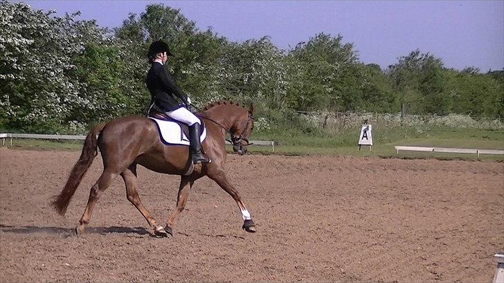 Anden særlig race Rinkenæs Chico - SOLGT - Chico´s første stævne, LC1 til 65,83 % og en 1.plads billede 10