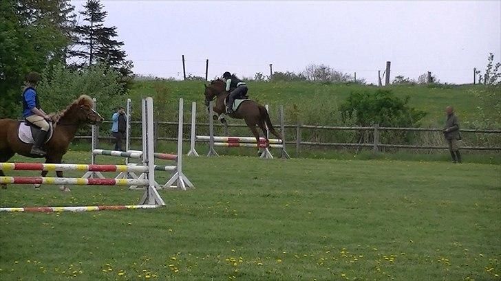 Anden særlig race Rinkenæs Chico - SOLGT - Springer okser til undervisning :D billede 11