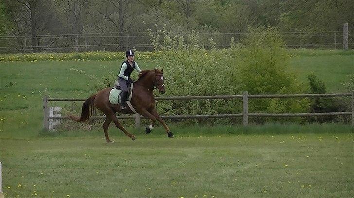 Anden særlig race Rinkenæs Chico - SOLGT - Glade Chico til sprigundervisning :D billede 12