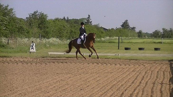 Anden særlig race Rinkenæs Chico - SOLGT - Chico´s første stævne, LC1 til 65,83 % og en 1.plads billede 2