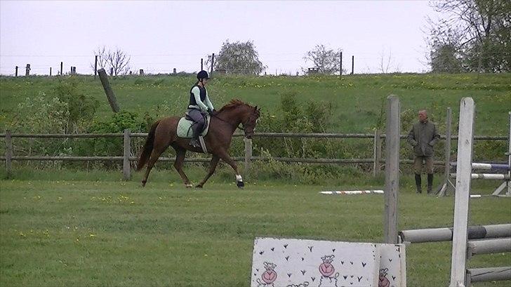 Anden særlig race Rinkenæs Chico - SOLGT - Chicos første springtime :D billede 13