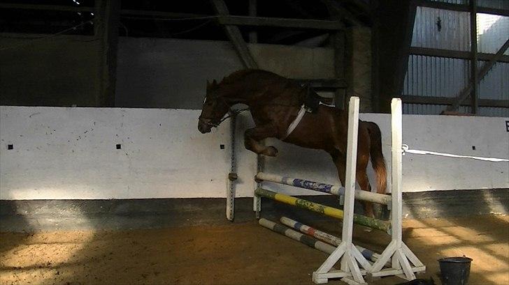 Anden særlig race Rinkenæs Chico - SOLGT - Chico i løsspring billede 14