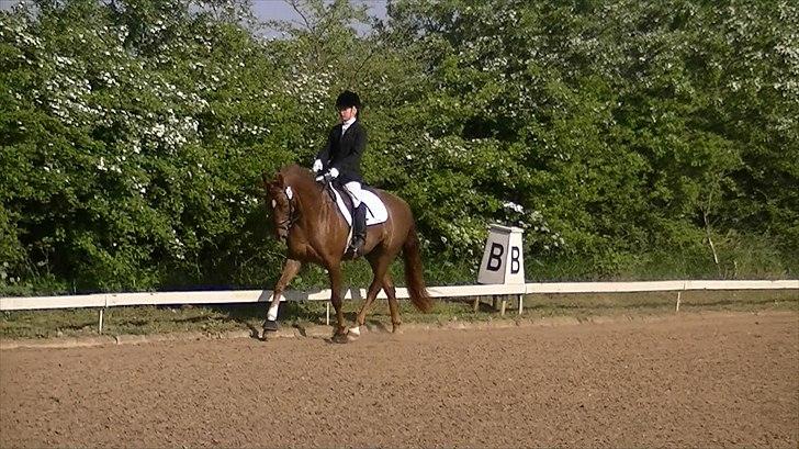 Anden særlig race Rinkenæs Chico - SOLGT - Chico´s første stævne, LC1 til 65,83 % og en 1.plads billede 15