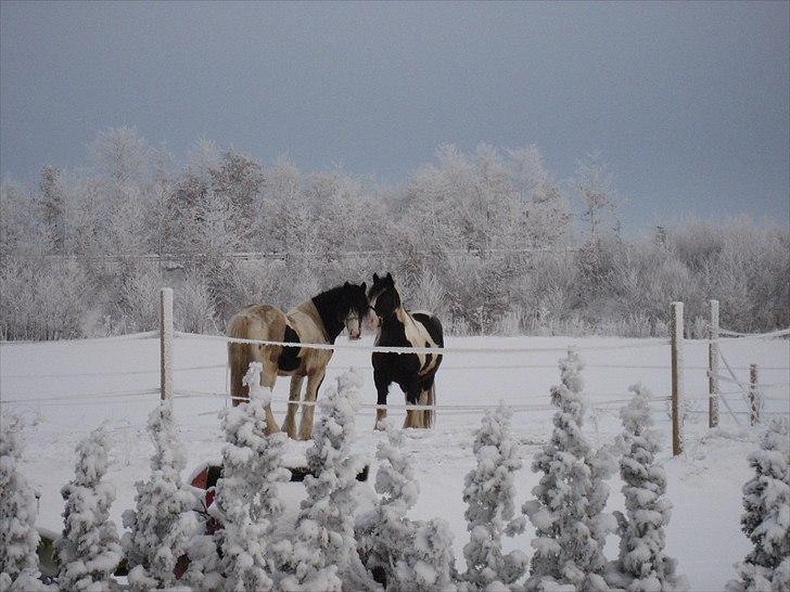 Irish Cob Troelsegårdens Mr OMalley - Vinter 2010-2011 billede 10