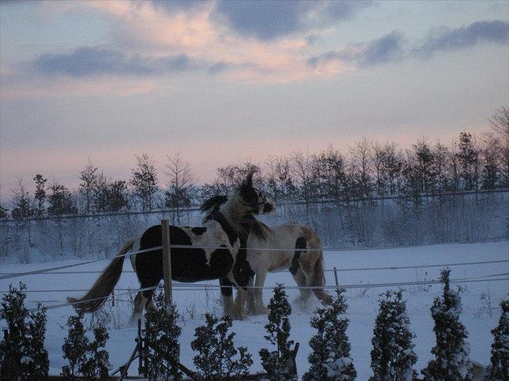 Irish Cob Troelsegårdens Mr OMalley billede 11