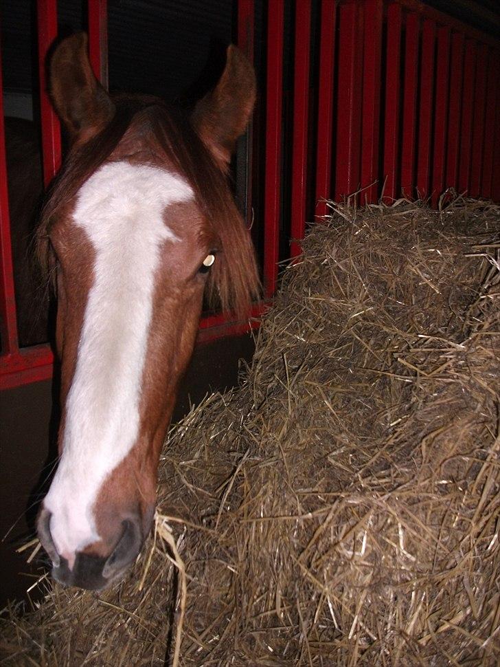 Anden særlig race Erika billede 2