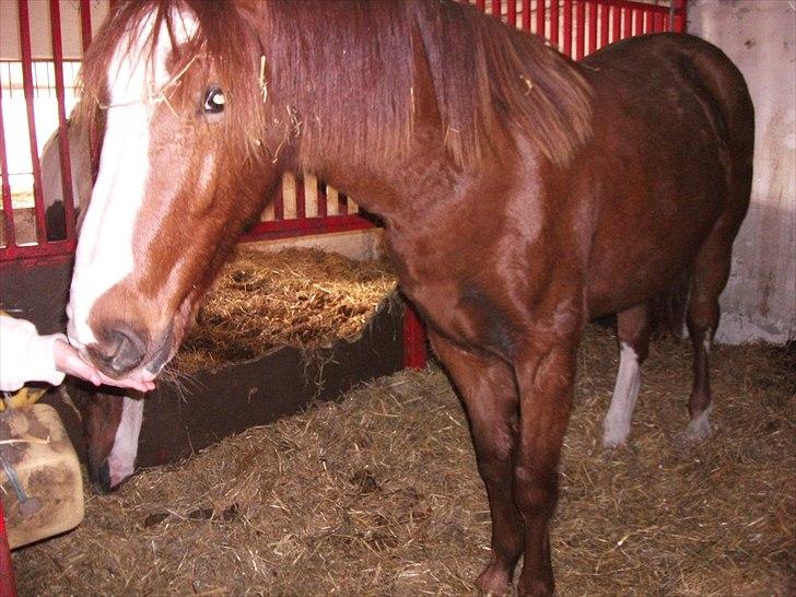 Anden særlig race Erika billede 5