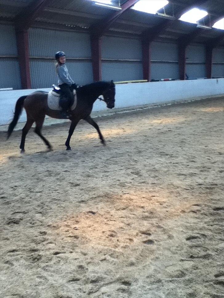 Tysk Sportspony Palma Nova billede 6