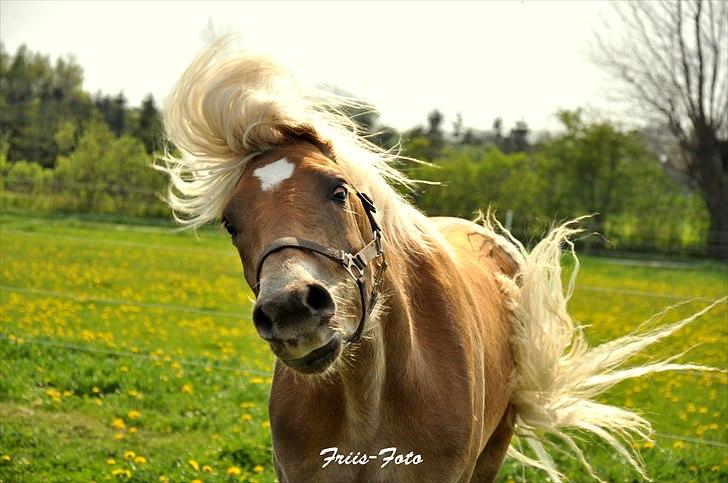 Haflinger Eskedalens Akinos - NYT - 28-04-11 billede 10