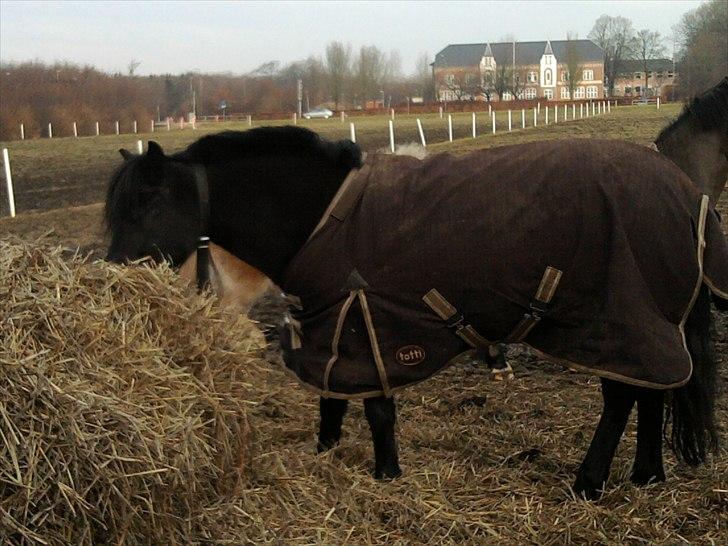Welsh Pony (sec B) Papaya *R.I.P* - Lille Paya på folden <3 gumler halm.
Foto: Mig billede 8