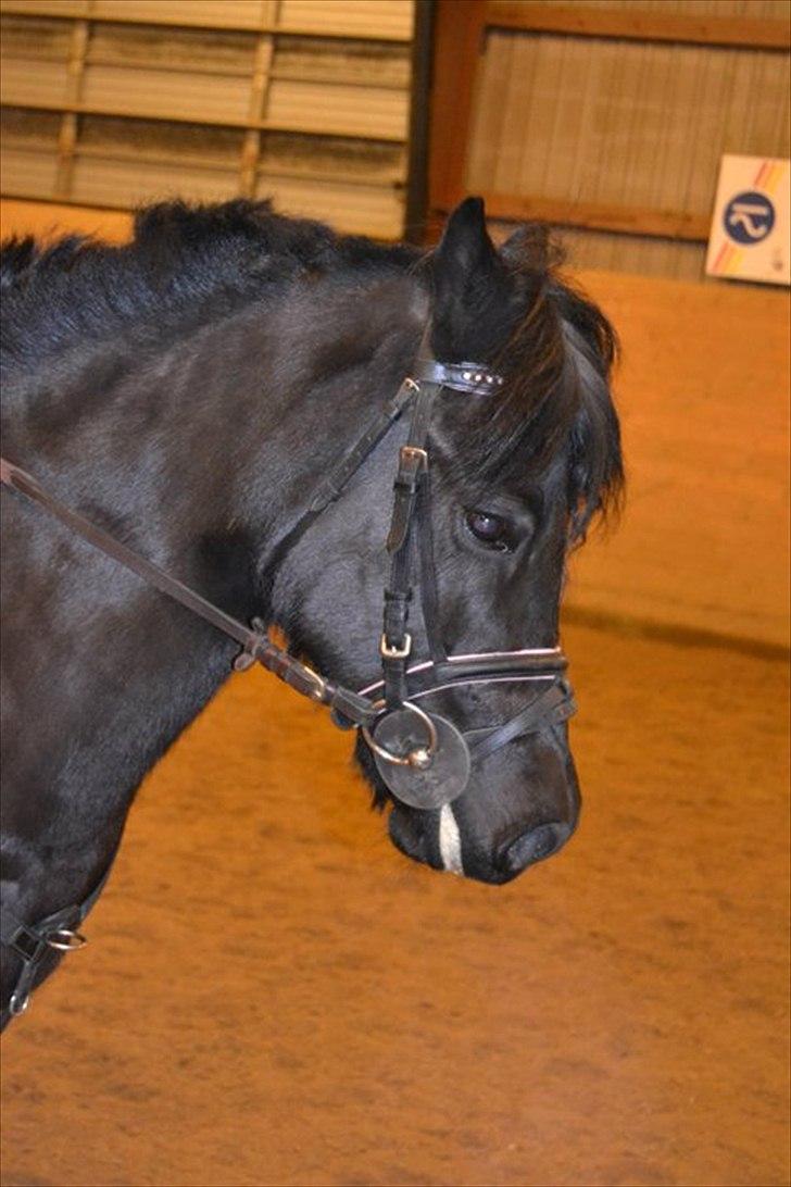 Welsh Pony (sec B) Papaya *R.I.P* - VERDENS SMUKKESTE 3'ER PONY ! <3 Elsket&Savnet :'(( <3 
Foto: Maiken Madsen billede 18