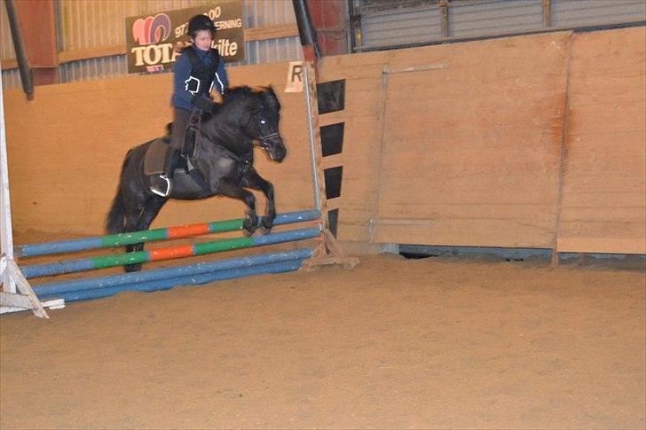 Welsh Pony (sec B) Papaya *R.I.P* - Din lille springer :D!
Foto: Maiken Madsen billede 17