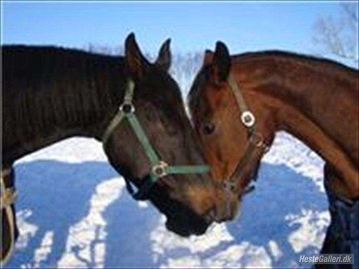 Dansk Varmblod Twiggi  "Prinsessen"<3 - 17. Tor og Twiggi :D. Foto: Marianne billede 17