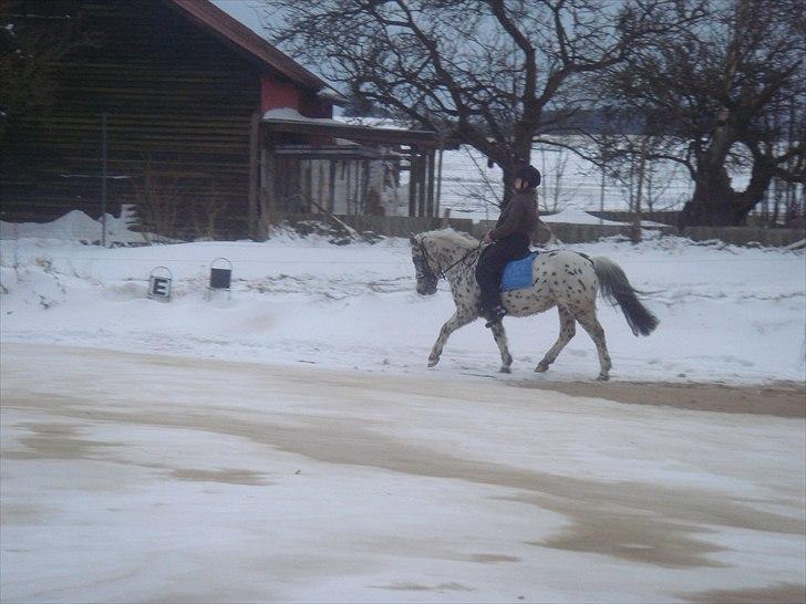 Knabstrupper Chiroko - rider i alt slaks vejr (-7grader) billede 9