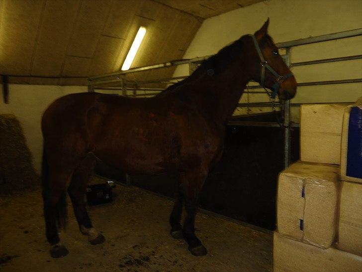 Oldenborg Cappútino RIP - En uge efter han var kommet :) billede 6