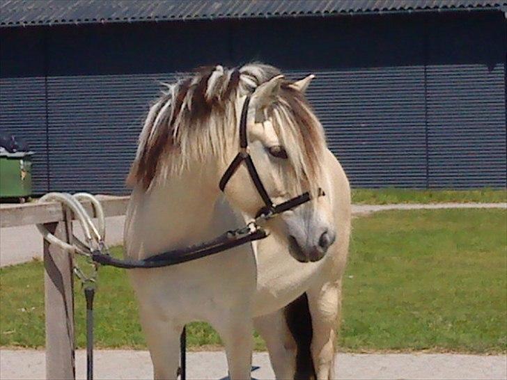 Fjordhest Højager's Lollypop [Tidl. passer] - Endnu et dejligt billede af min smukke prinsesse i foråret 2009:) billede 2