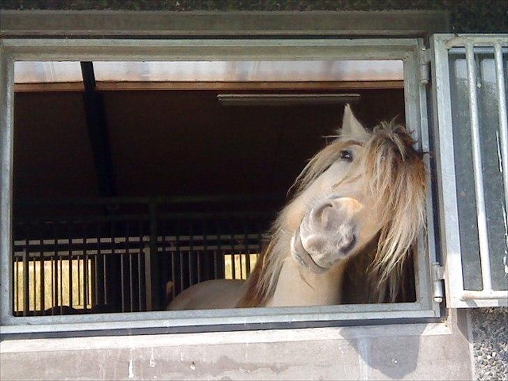 Fjordhest Højager's Lollypop [Tidl. passer] - En omgang kløe i boksen:) billede 3