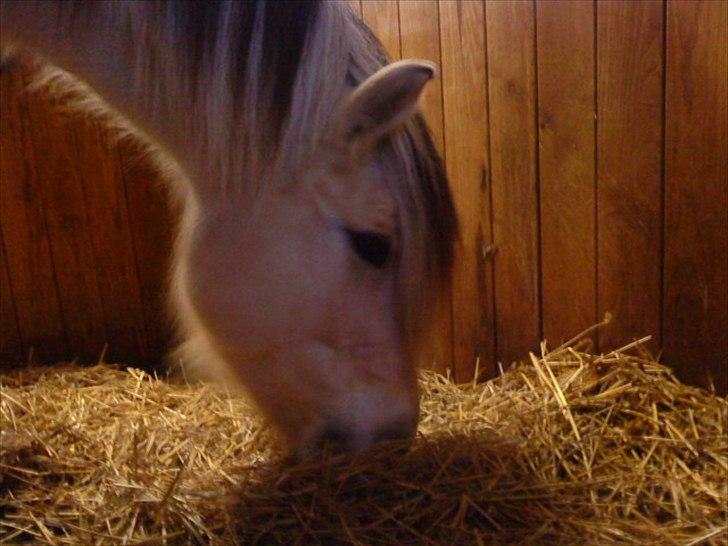 Fjordhest Højager's Lollypop [Tidl. passer] - En vinterdag 2010:) billede 4