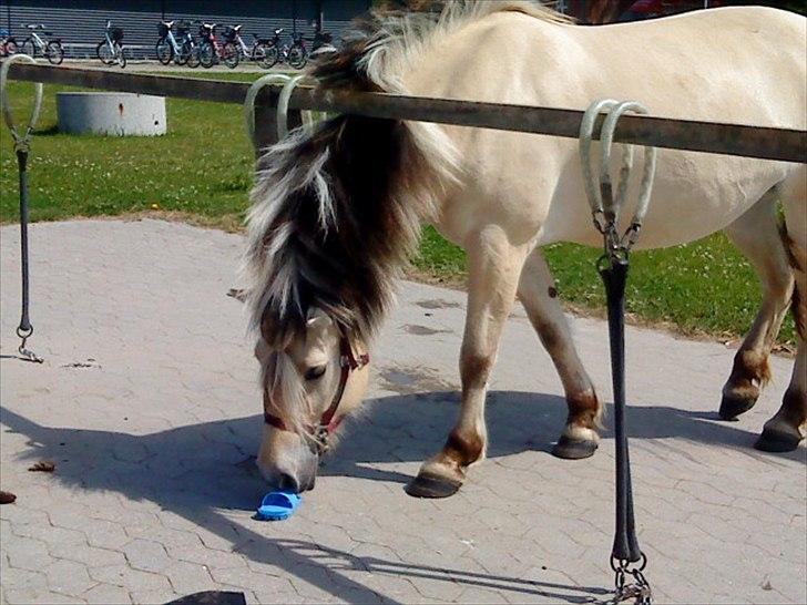 Fjordhest Højager's Lollypop [Tidl. passer] - Uha en strigle:) Hehe! billede 5