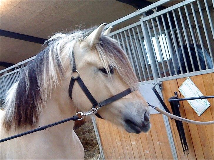 Fjordhest Højager's Lollypop [Tidl. passer] - Et af de få første billeder jeg fik taget af hende!:)  billede 6