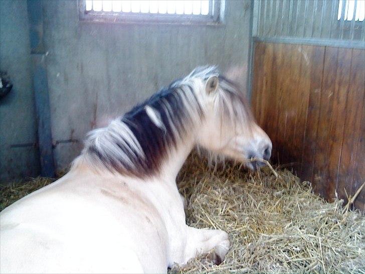Fjordhest Højager's Lollypop [Tidl. passer] - Slappe af efter en lang ridetur:) billede 7