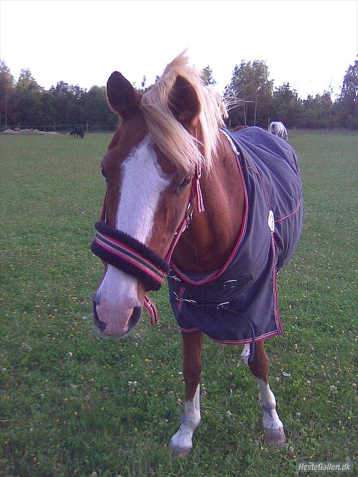 Anden særlig race |Pippi*Aflivet*| - mijn SKATHH på græs marken elsler dig sgu alt for højt til at du er mijn elskede|foto:Freja H| billede 18