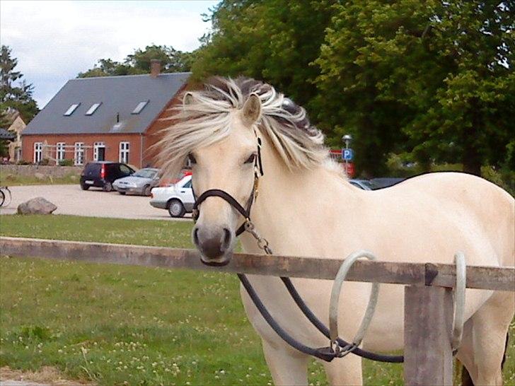 Fjordhest Højager's Lollypop [Tidl. passer] - Vind i manen:) Hehe billede 8