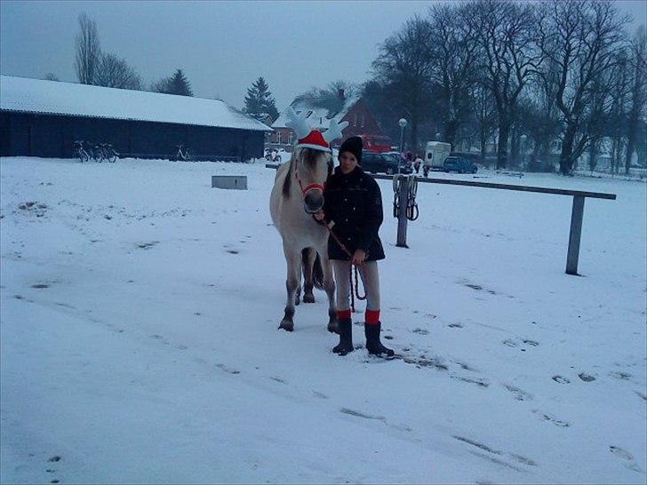 Fjordhest Højager's Lollypop [Tidl. passer] - Julen 2009! Fantastisk nuttet! <3 billede 10