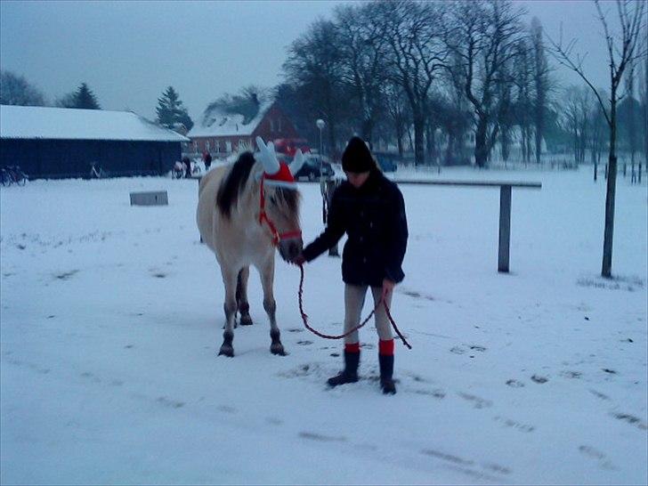 Fjordhest Højager's Lollypop [Tidl. passer] - Endnu et dejligt julebillede:)<3 billede 11