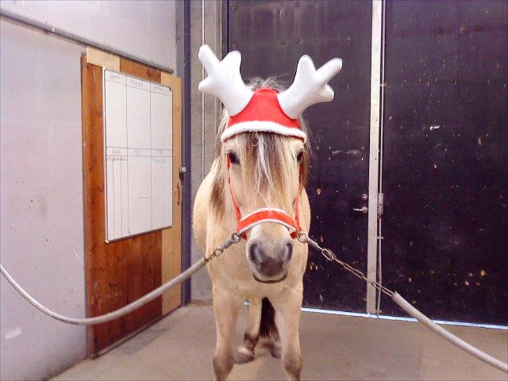 Fjordhest Højager's Lollypop [Tidl. passer] - Nuurh rigtig i julehumør! billede 12