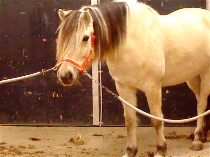 Fjordhest Højager's Lollypop [Tidl. passer] - Julen 2009:) billede 13