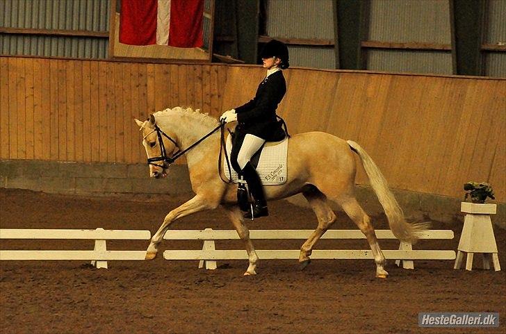 Tysk Sportspony FS Concorde SPH 179 R.I.P <3 - Distriktstævne i Skåde den 6 marts 2011 billede 1