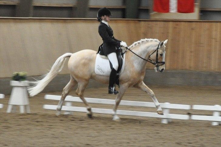 Tysk Sportspony FS Concorde SPH 179 R.I.P <3 - Distriktstævne i Skåde den 6 marts 2011 billede 5