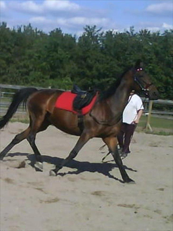 Traver Dresina billede 8