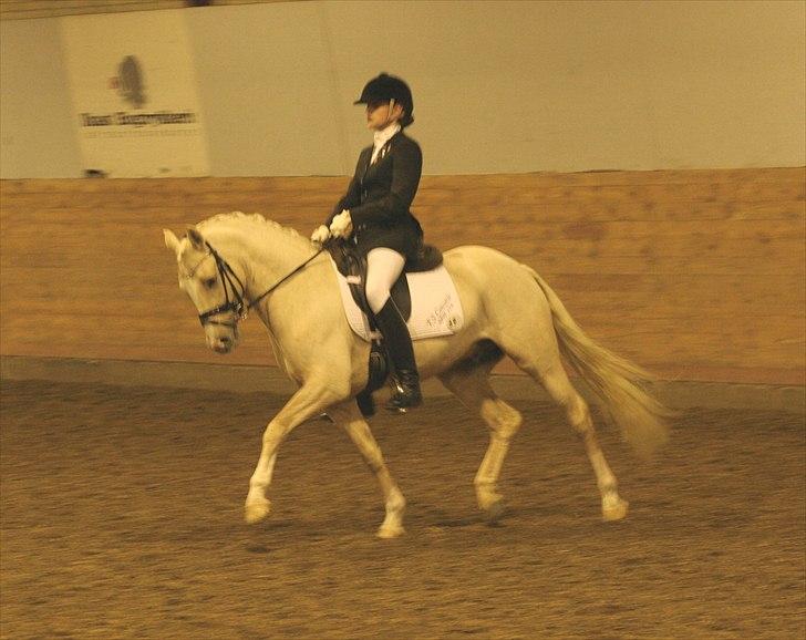 Tysk Sportspony FS Concorde SPH 179 R.I.P <3 - 4-års Championat FINALEN billede 7