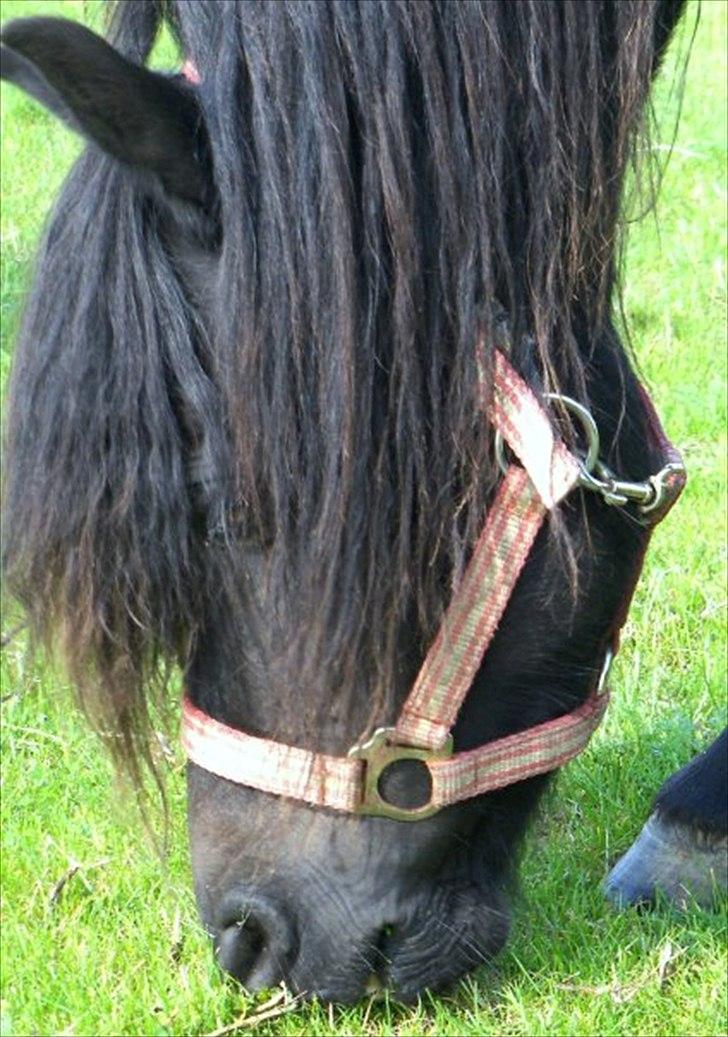 Welsh Pony (sec B) Papaya *R.I.P* - Papaya ved tidligere ejer - Stutteri Steengaarden :) billede 11