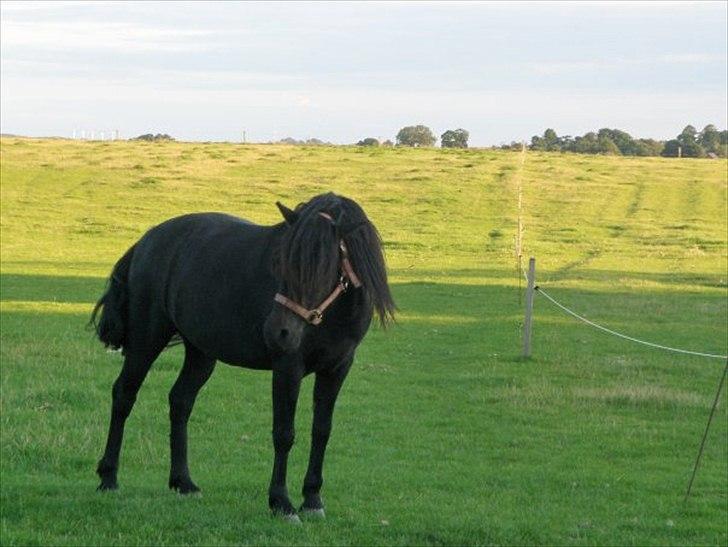 Welsh Pony (sec B) Papaya *R.I.P* - Papaya - Stutteri Steengaarden :) billede 7