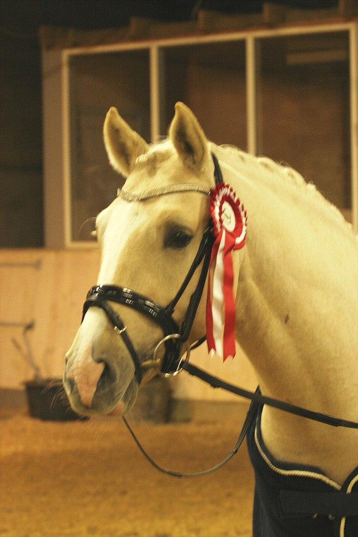 Tysk Sportspony FS Concorde SPH 179 R.I.P <3 - Championatet 2010 billede 10